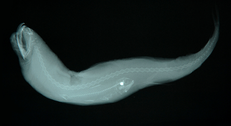 Photonectes albipennis白鰭袋巨口魚