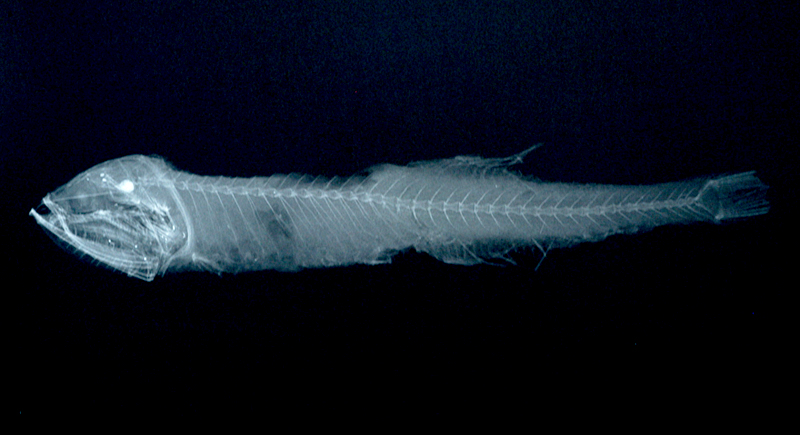 Gonostoma atlanticum大西洋鑽光魚