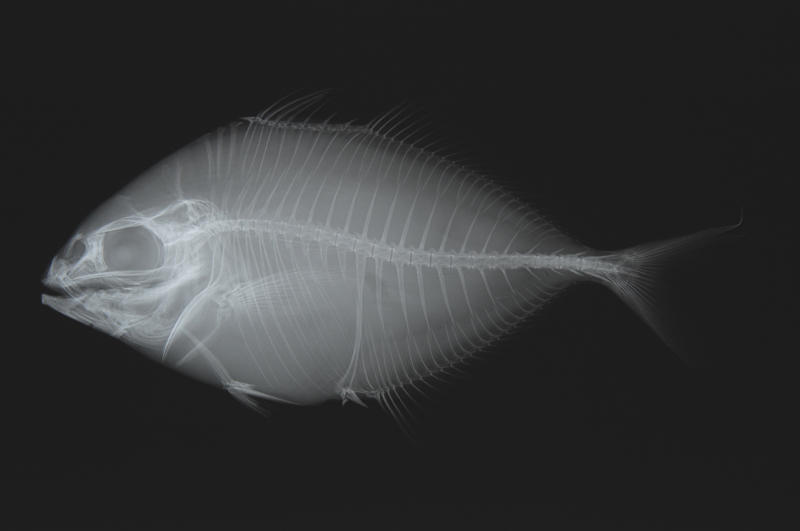 Pterygotrigla ryukyuensis琉球棘角魚