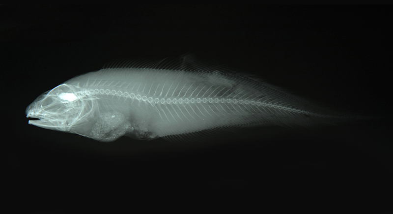 Neobythites unimaculatus單斑新鼬魚