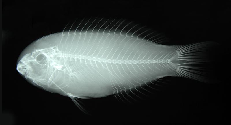 Scarus spinus刺鸚哥魚