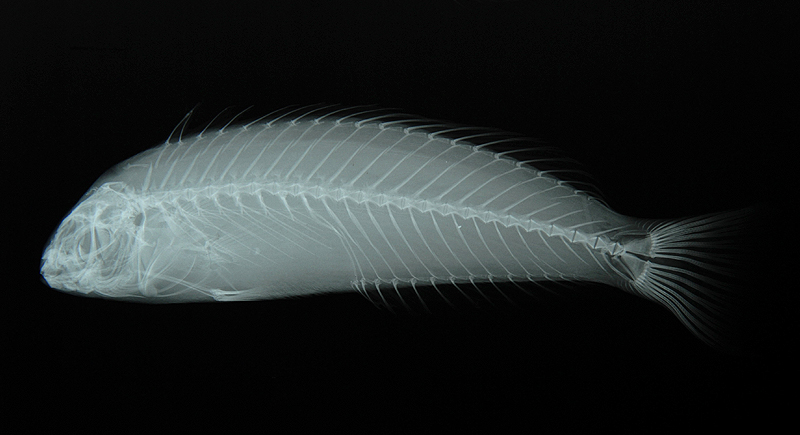 Pseudocoris bleekeri布氏擬盔魚