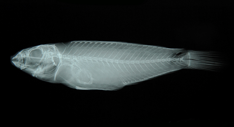 Stethojulis terina斷紋紫胸魚