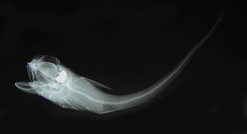 Hymenocephalus striatissimus striatissimus紋喉膜首鱈