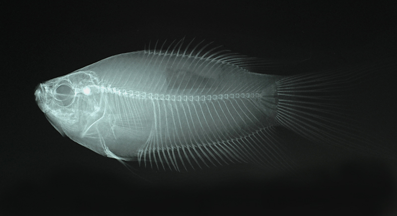 Macropodus opercularis蓋斑鬥魚