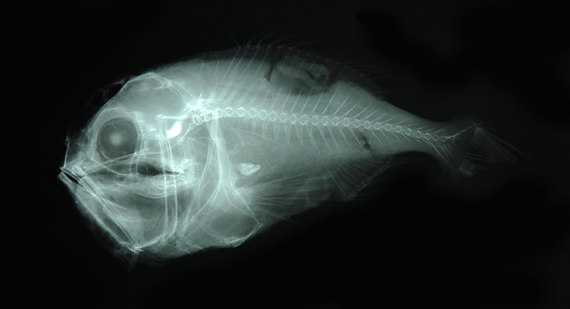 Hoplostethus melanopus黑首胸燧鯛
