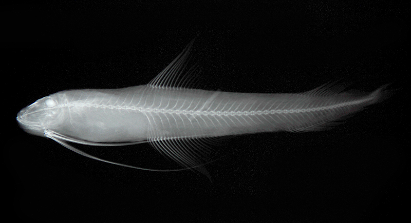 Bregmaceros lanceolatus尖鰭海鰗鰍