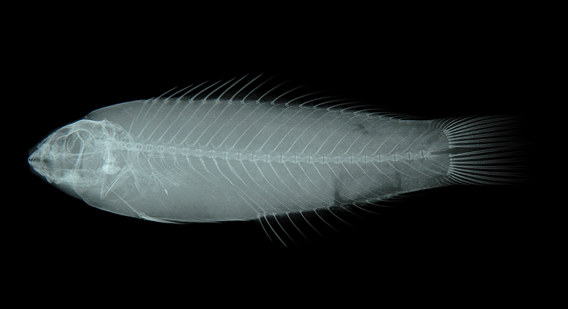 Thalassoma lutescens胸斑錦魚