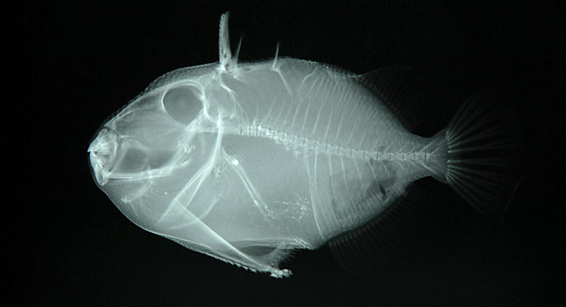 Pseudobalistes fuscus黑副鱗魨