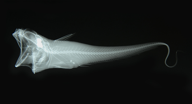 Hymenocephalus gracilis細身膜首鱈
