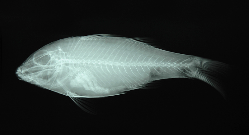 Parupeneus ciliatus短鬚海緋鯉