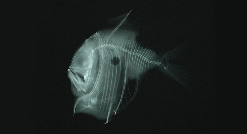 Sternoptyx pseudobscura擬暗色褶胸魚