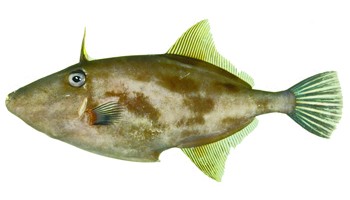 2011年出版常见鱼介贝类图鉴