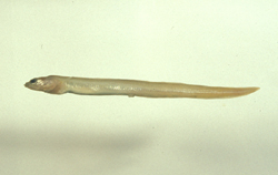 Ariosoma megalops大眼錐體糯鰻