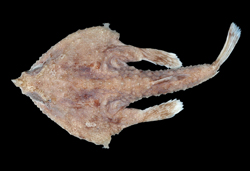 Malthopsis gigas巨海蝠魚