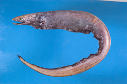 Synaphobranchus oligolepis寡鱗合鰓鰻