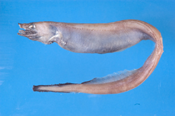 asizp0063798  synaphobranchus affinis günther, 1877 合鳃鳗 syn