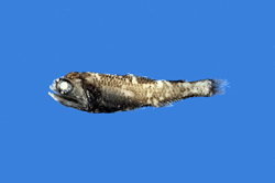 Diaphus diademophilus冠冕眶燈魚