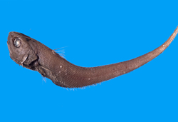 Trachonurus sentipellis棘皮粗尾鱈