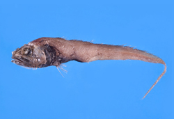 Bathygadus spongiceps綿頭底尾鱈