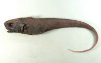 Trachonurus villosus多毛粗尾鱈