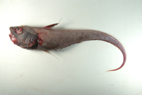 Coryphaenoides asper粗體突吻鱈