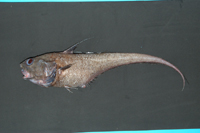 Coryphaenoides rudis野突吻鱈
