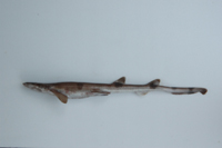 Cirrhoscyllium formosanum臺灣喉鬚鯊