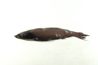 Alepocephalus triangularis尖吻黑頭魚