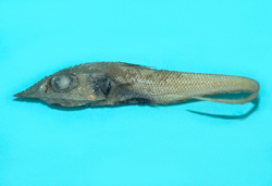 Coelorinchus commutabilis變異腔吻鱈