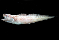 Neobythites bimaculatus雙斑新鼬魚