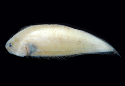 Symphurus leucochilus白邊無線鰨