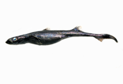 全鱼 中文名: 莫氏乌鲨   标本体重: 231mmtl      中文科名: 灯笼棘