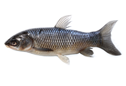 Ctenopharyngodon idella草魚