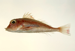 Lepidotrigla kanagashira尖鰭鱗角魚