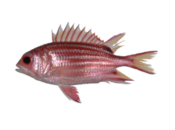 Sargocentron cornutum點鰭棘鱗魚