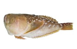 Ichthyscopus pollicaris東方披肩鰧