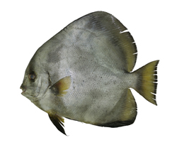 Platax orbicularis圓眼燕魚