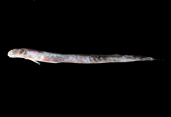 Taenioides cirratus鬚鰻鰕虎