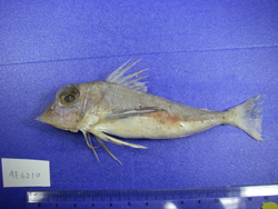 Lepidotrigla hime姬鱗角魚