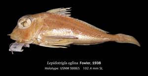 Lepidotrigla oglina大眼鱗角魚