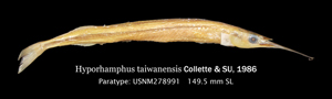 Hyporhamphus taiwanensis臺灣下鱵