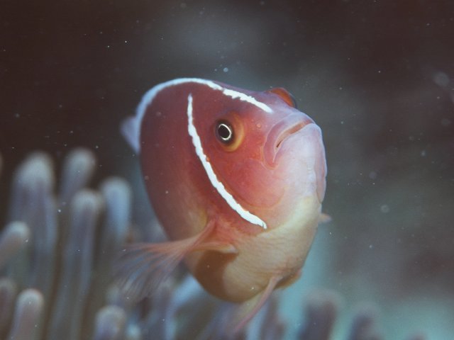 Amphiprion perideraion粉紅雙鋸魚