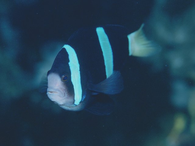 Amphiprion clarkii克氏雙鋸魚