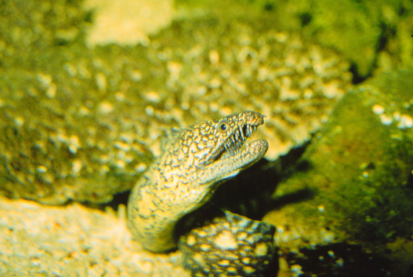 Enchelycore lichenosa苔斑勾吻鯙