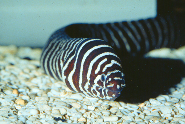 Gymnomuraena zebra斑馬裸鯙