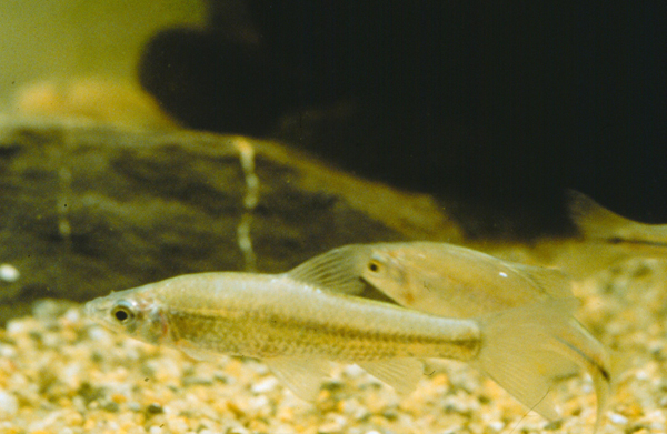Pseudorasbora parva羅漢魚