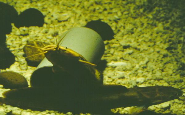 Clarias fuscus塘虱魚