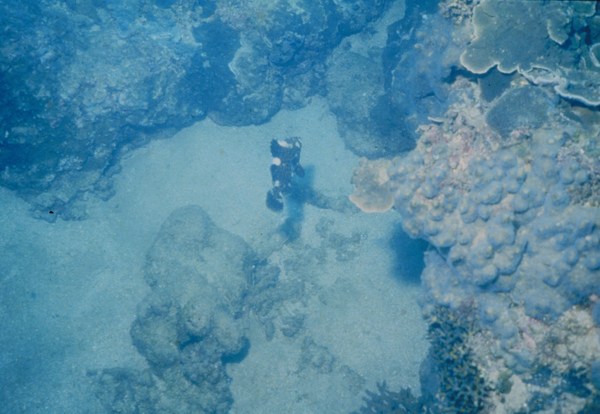 Epinephelus maculatus花點石斑魚