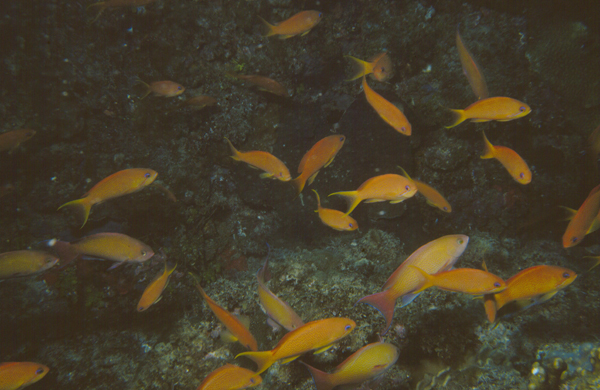 Pseudanthias squamipinnis絲鰭擬花鮨